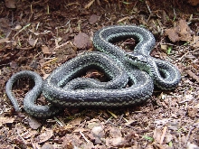 Northwestern garter snake
