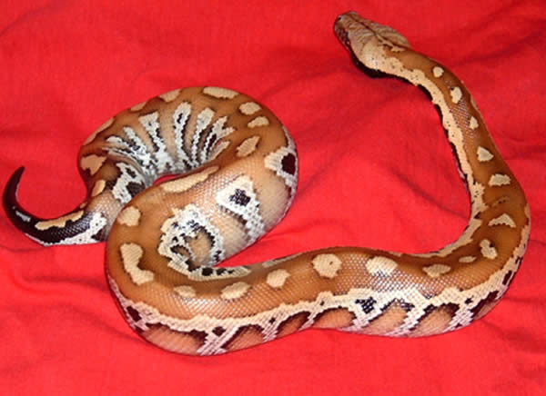 mb01