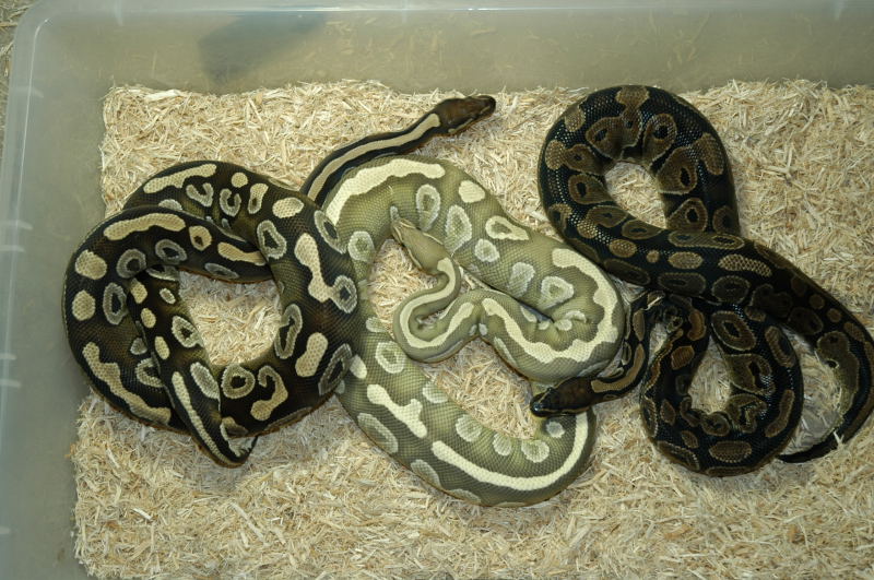 Sulfur Mojave