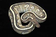Sulfur Mojave YB