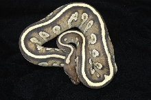 Sulfur Mojave YB