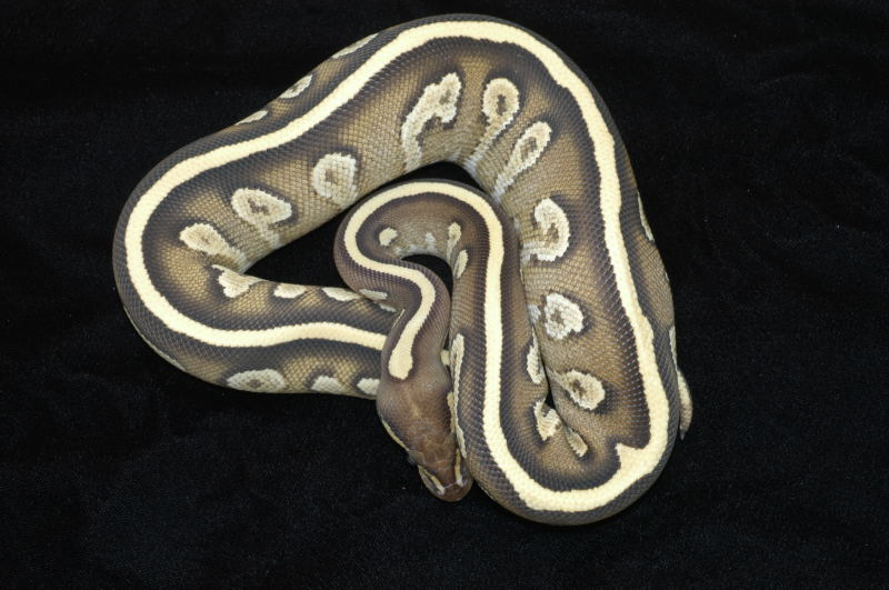 Sulfur Mojave YB