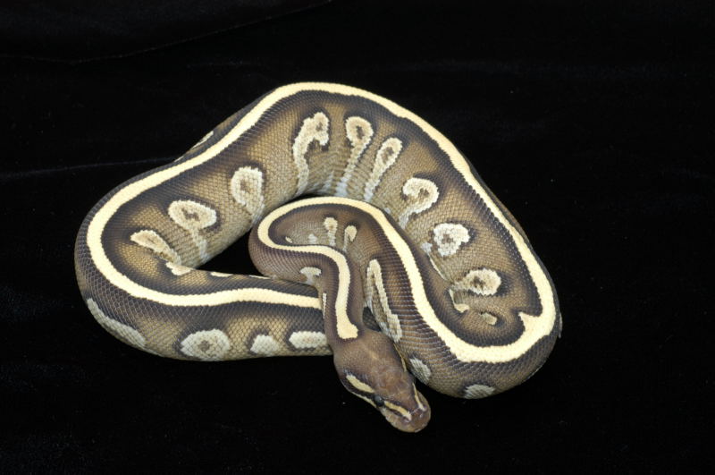 Sulfur Mojave YB