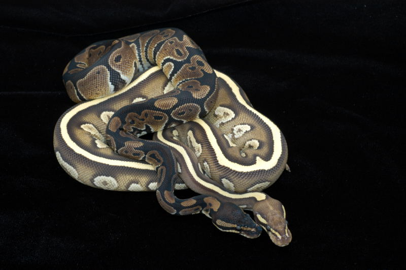 Sulfur Mojave YB