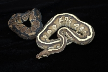 Sulfur Mojave YB