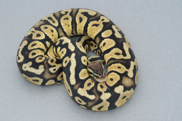 Pastel