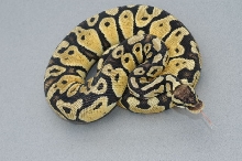 Pastel