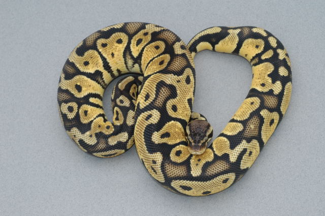 Pastel