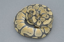 Extreme Hypo