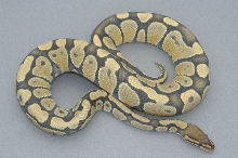 Extreme Hypo