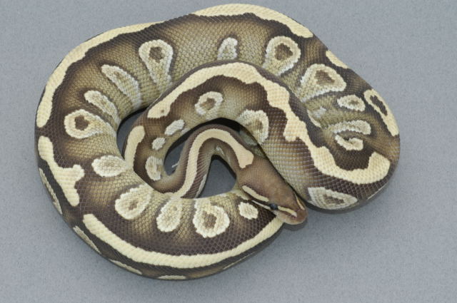 Mojave Cross
