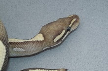 Mojave Cross