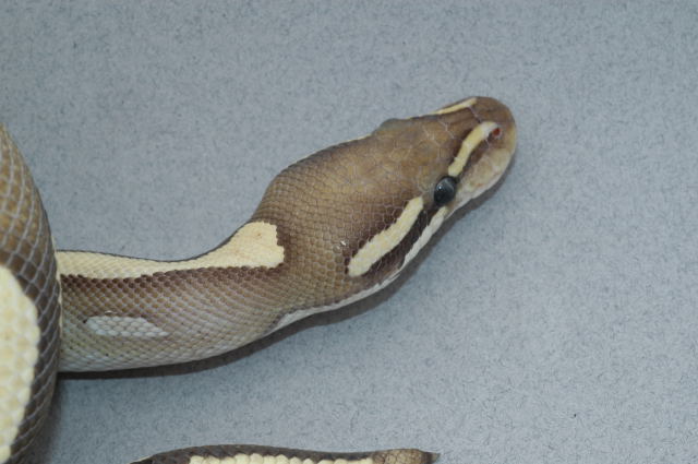 Mojave Cross