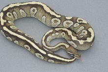 Mojave Cross