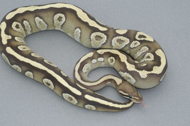 Mojave Cross