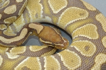 Caramel