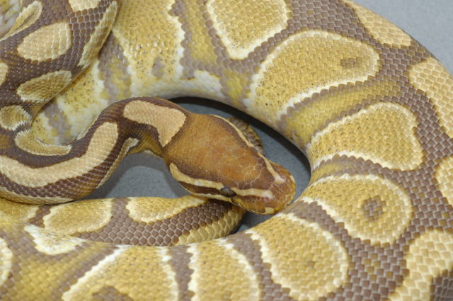 Caramel