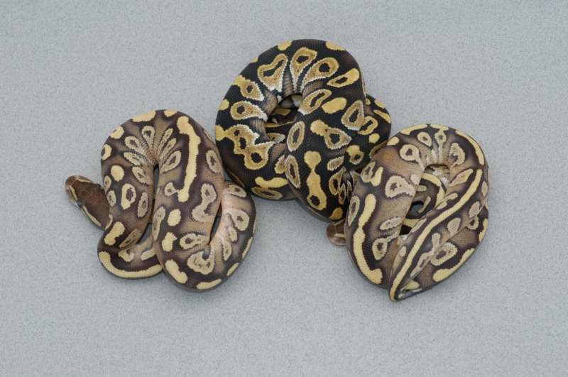 Mojave Cross