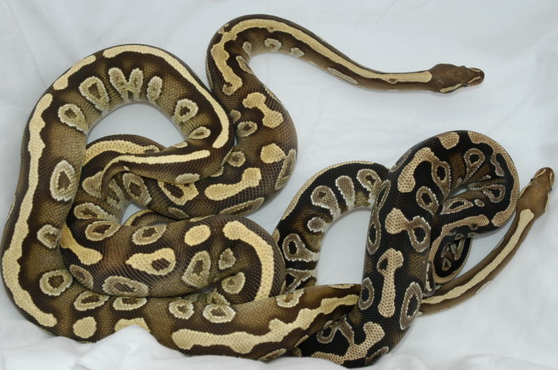 Mojave cross comp