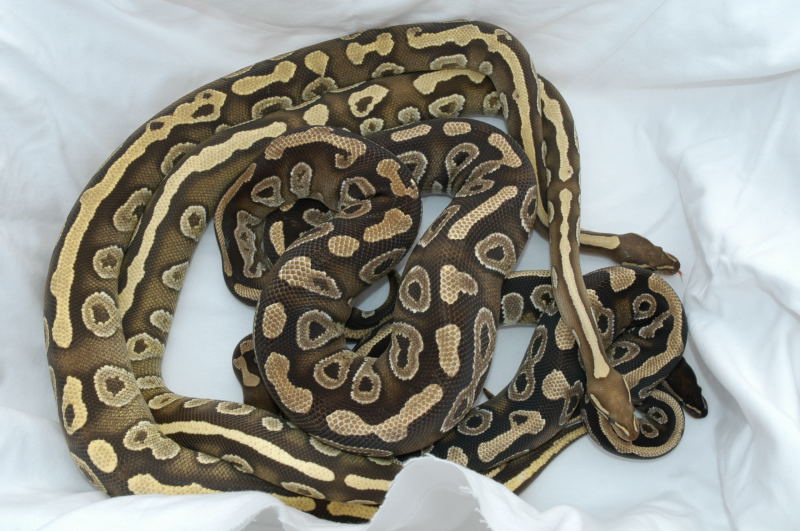 Mojave Cross comparison