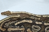 Mojav cross