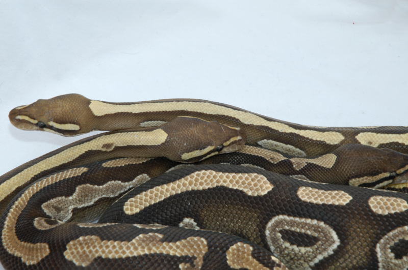 Mojav cross