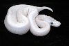 Super mojave sulfur