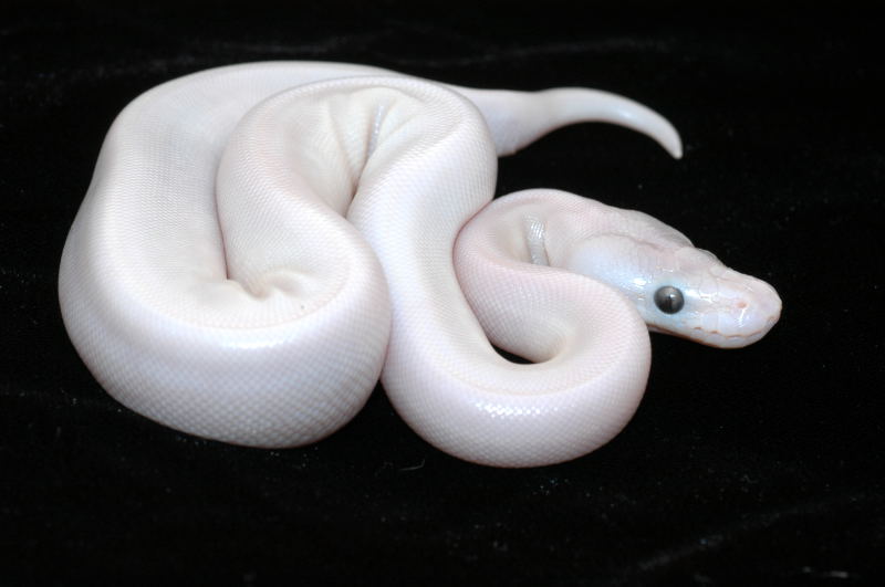Super mojave sulfur