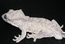 Junior