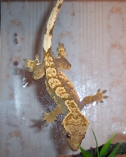 Pin4