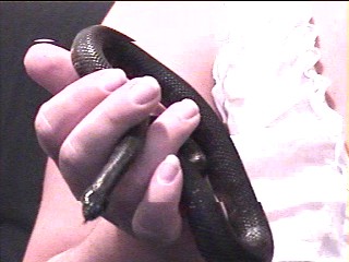 oreo1