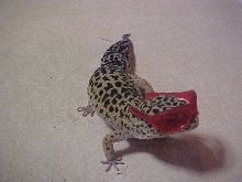 LAST ONE!..LOL