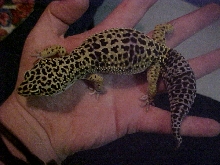 Trinity..buddha of the gecko world... LOL