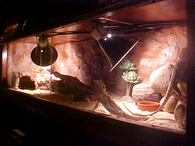 Finished beardie cage 2