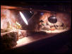 finished beardie cage 1