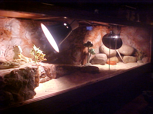 finished beardie cage 1
