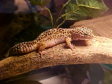 Trinity on her bridge