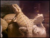 Mojo & Tamlin