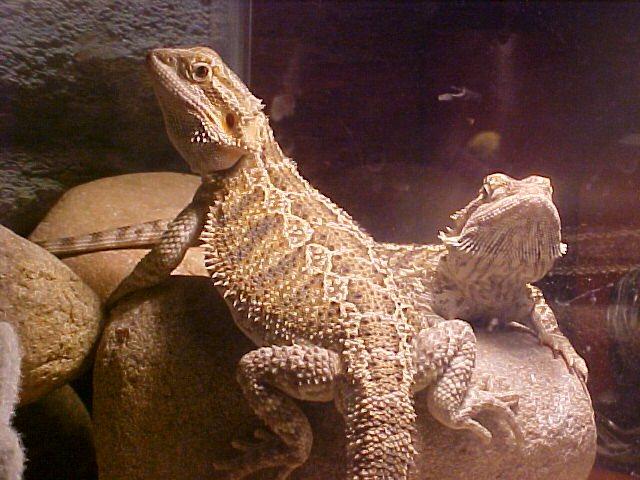 Mojo & Tamlin
