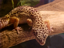 Reatreating to her hide
