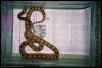female sonoran