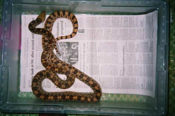 female sonoran