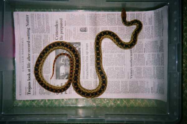 female san deigo ,proven breeder het for snow