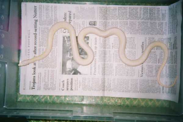 snow female sandeigo