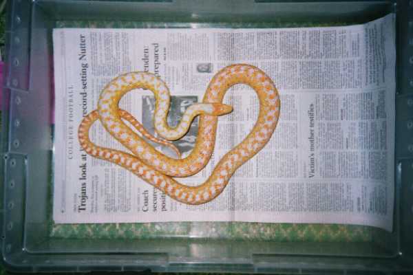 Applegate male proven breeder