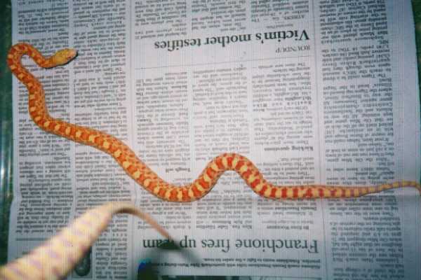 amel sonoran female