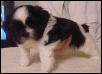 Luchesi puppy 2