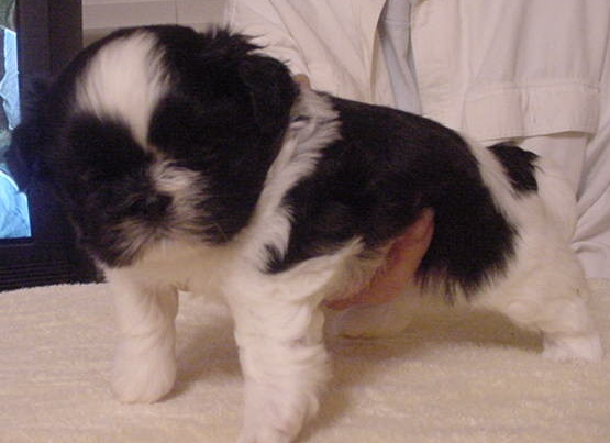 Luchesi puppy 2