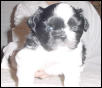 Luchesi puppy 1