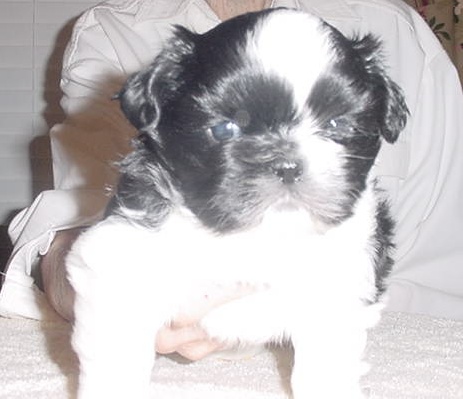 Luchesi puppy 1